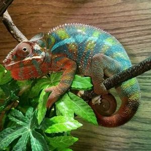 Meet your Posher, Gloria